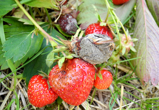 Grey mould on strawberry