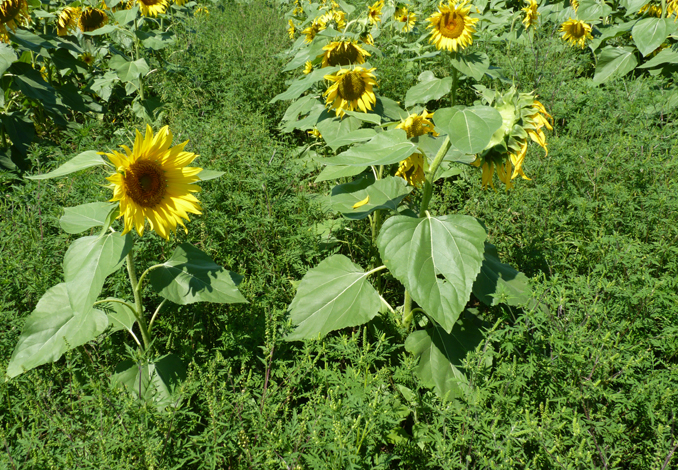 Ragweed in sunflower field